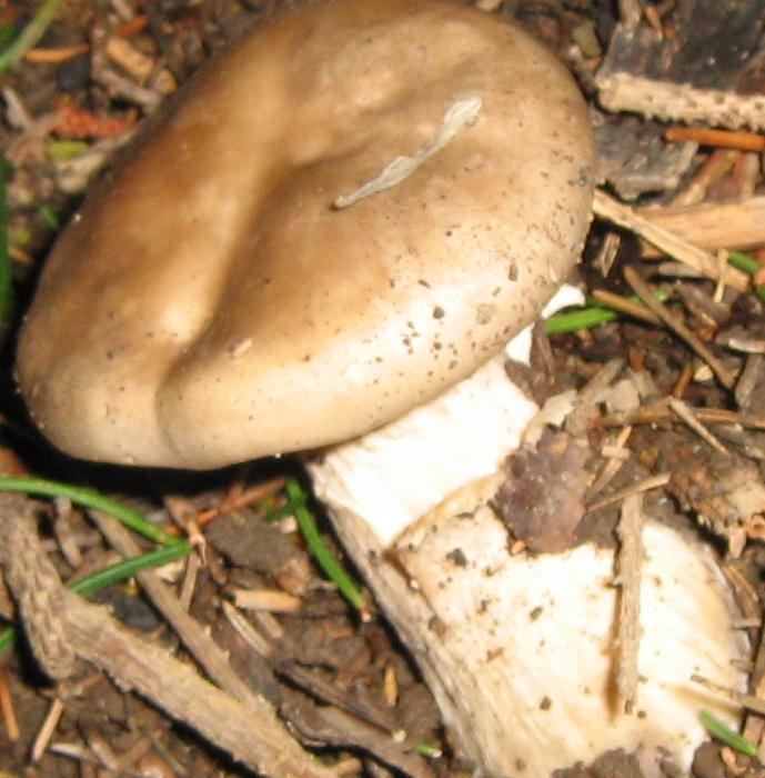 Funghi del Butale (PT)